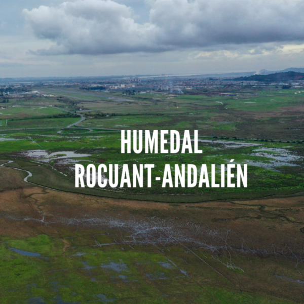 TOUR DE HUMEDALES URBANOS GRAN CONCEPCIÓN