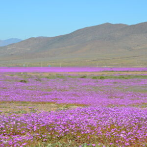 Tour “DESIERTO FLORIDO VALLE DEL HUASCO” Vallenar – Bahía Inglesa - Copiapó