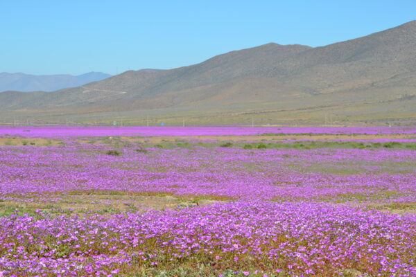 Tour “DESIERTO FLORIDO VALLE DEL HUASCO” Vallenar – Bahía Inglesa - Copiapó