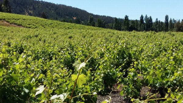 TOUR DE VIÑAS Y ARTESANIAS VALLE DEL ITATA Y VALLE DEL BIO BIO - Imagen 2