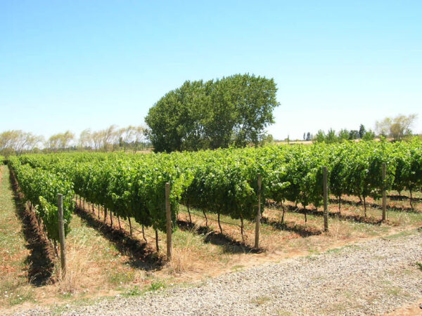 TOUR DE VIÑAS Y ARTESANIAS VALLE DEL ITATA Y VALLE DEL BIO BIO - Imagen 3