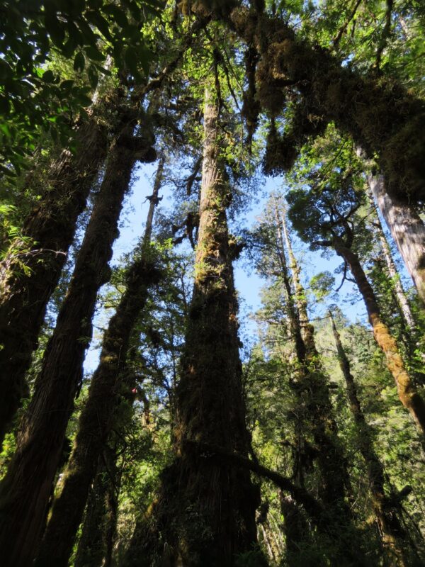 TOUR CARRETERA AUSTRAL - Imagen 10