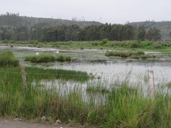 TOUR DE HUMEDALES URBANOS GRAN CONCEPCIÓN - Imagen 8