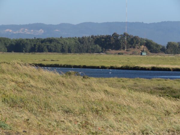 TOUR DE HUMEDALES URBANOS GRAN CONCEPCIÓN - Imagen 4