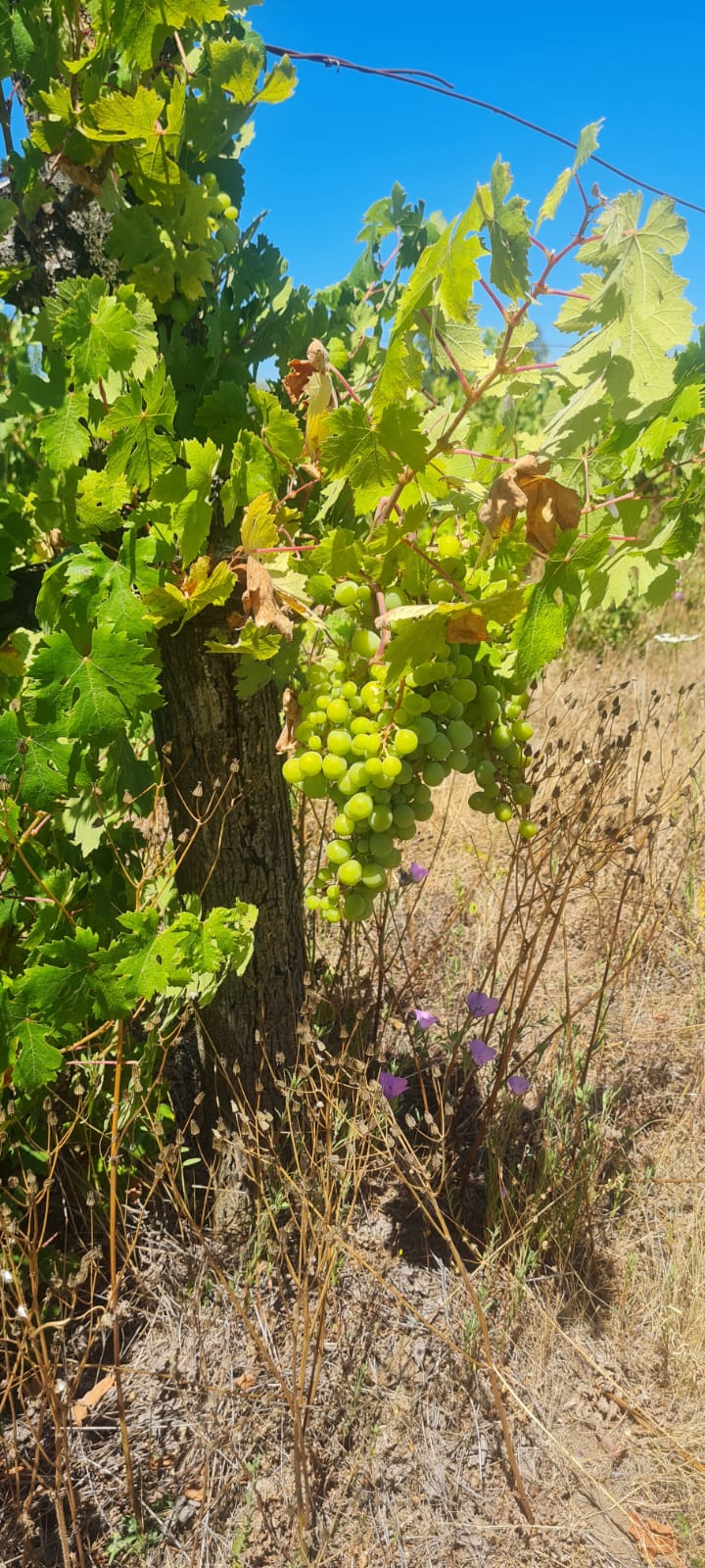TOUR DE VIÑAS Y ARTESANIAS VALLE DEL ITATA O VALLE DEL BIO BIO - Imagen 11