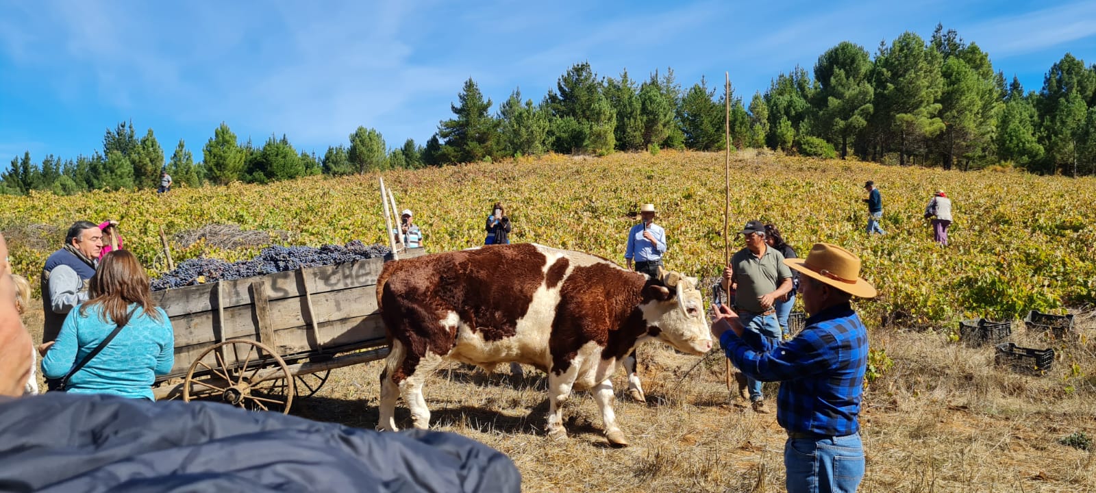 TOUR DE VIÑAS Y ARTESANIAS VALLE DEL ITATA O VALLE DEL BIO BIO - Imagen 10